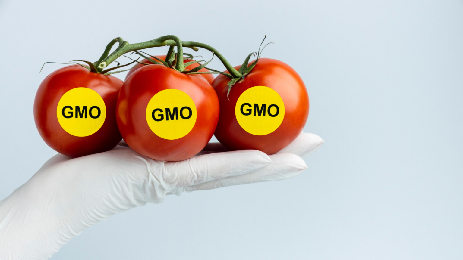 Noticias de Techfood Alimentos genéticamente modificados (GMO) y su impacto