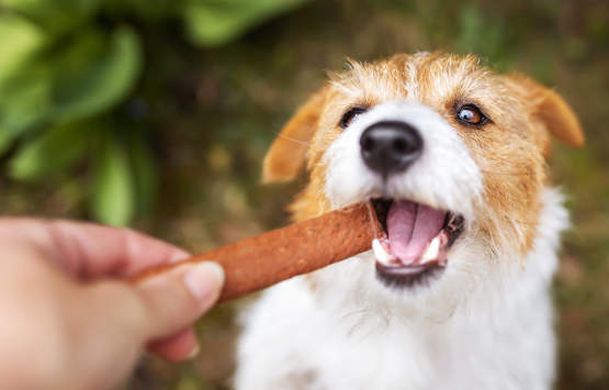 Tendencias en Mascotas Saludables